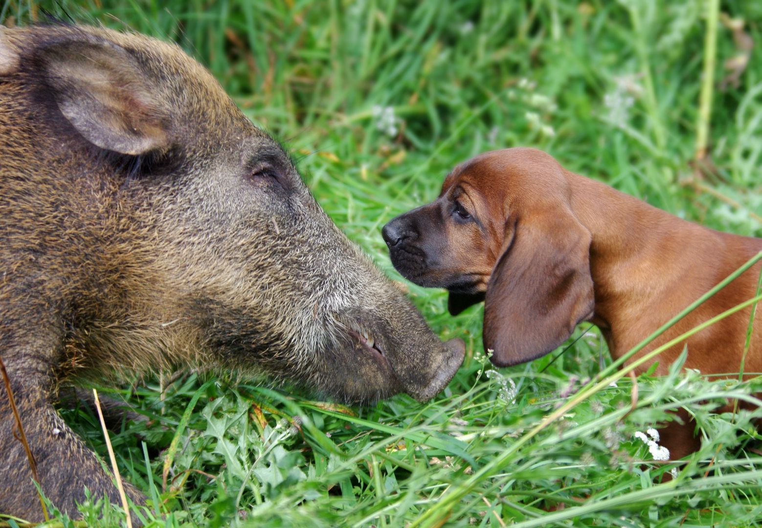 verein_hirschmann_small_1