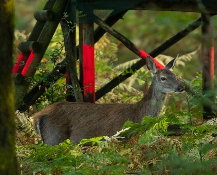 verein_hirschmann_small_124