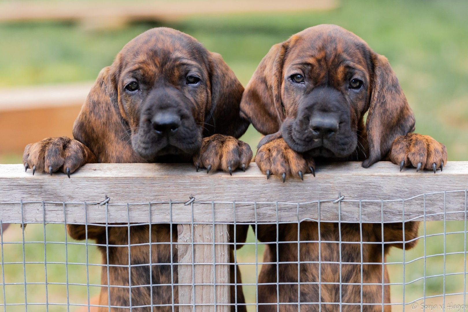 verein_hirschmann_small_45