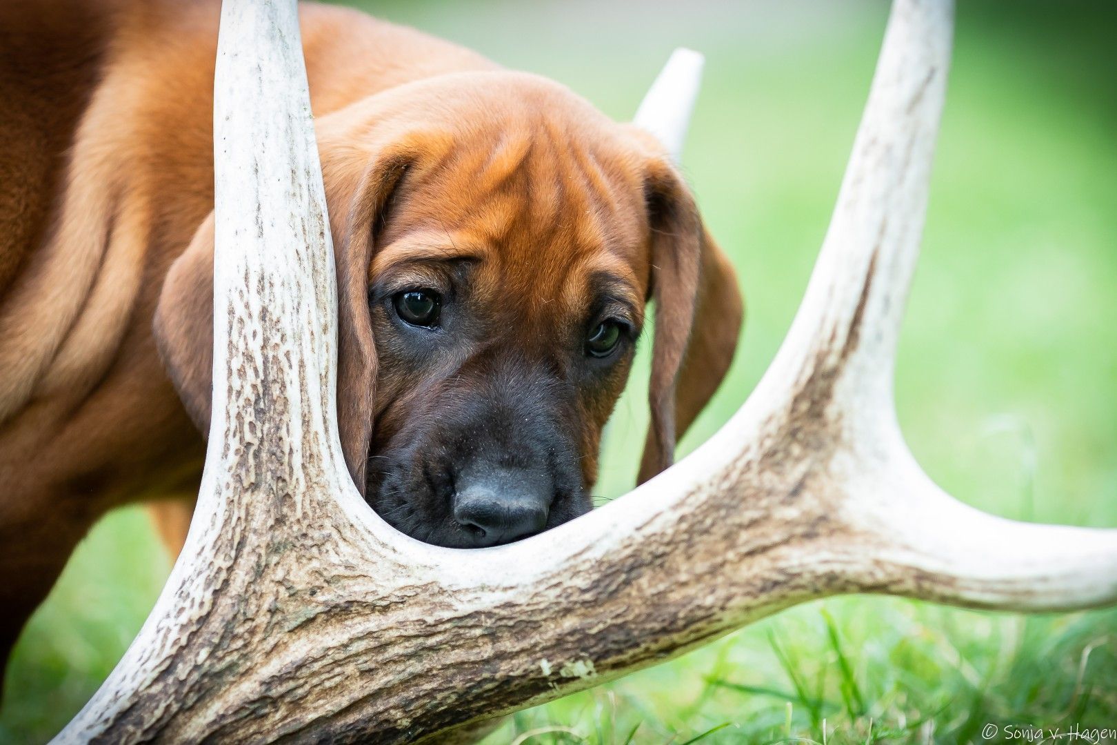 verein_hirschmann_small_46