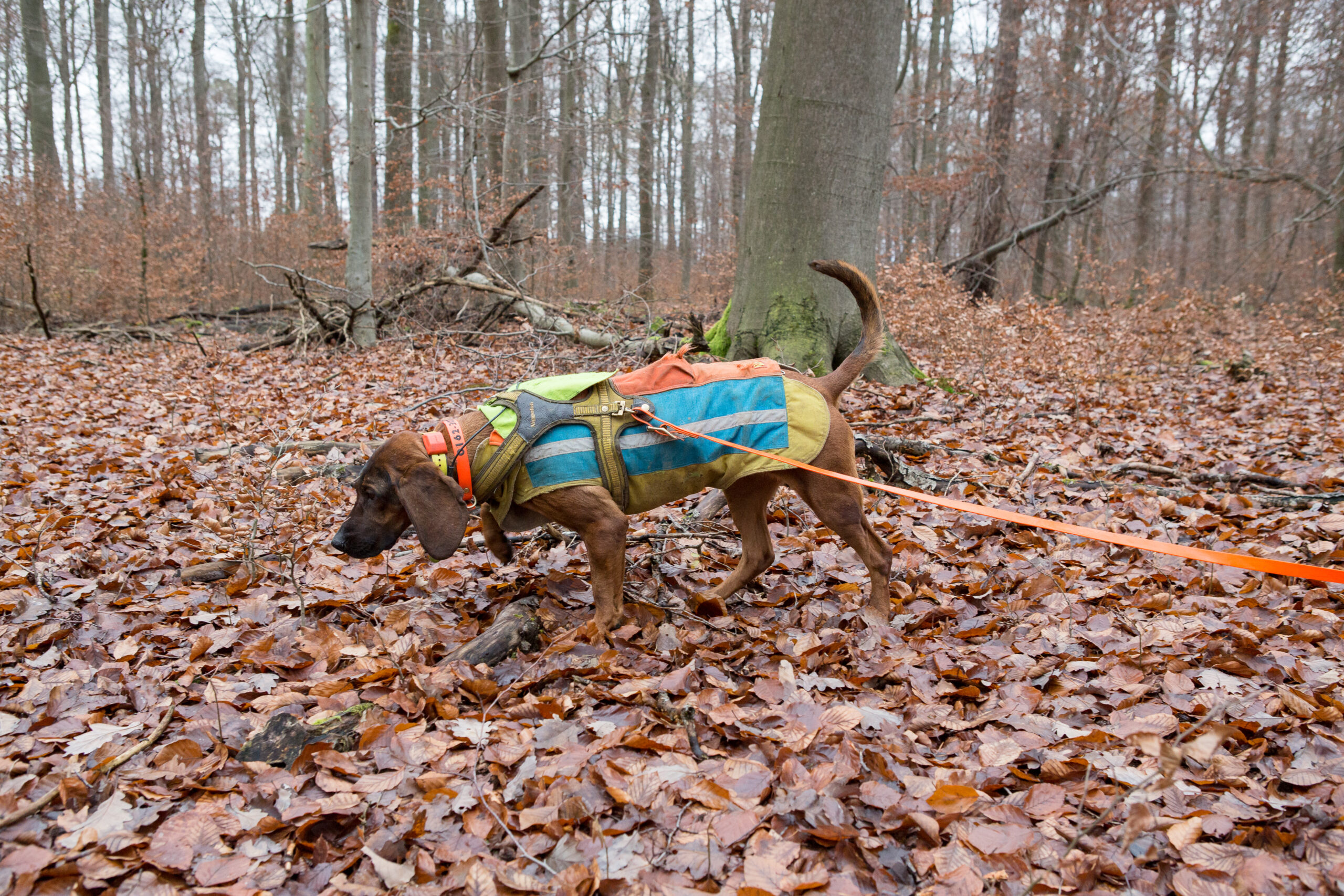 042_MSt_Nachsuche_HannoverscherSchweisshund_20171126